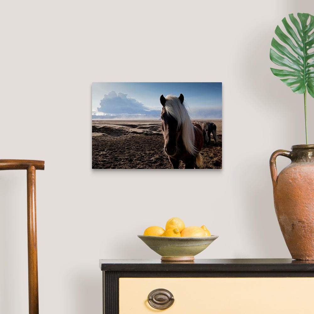A traditional room featuring Icelandic horses standing in pasture in shadow of ash cloud from erupting Eyjafjallajokull Volcano.