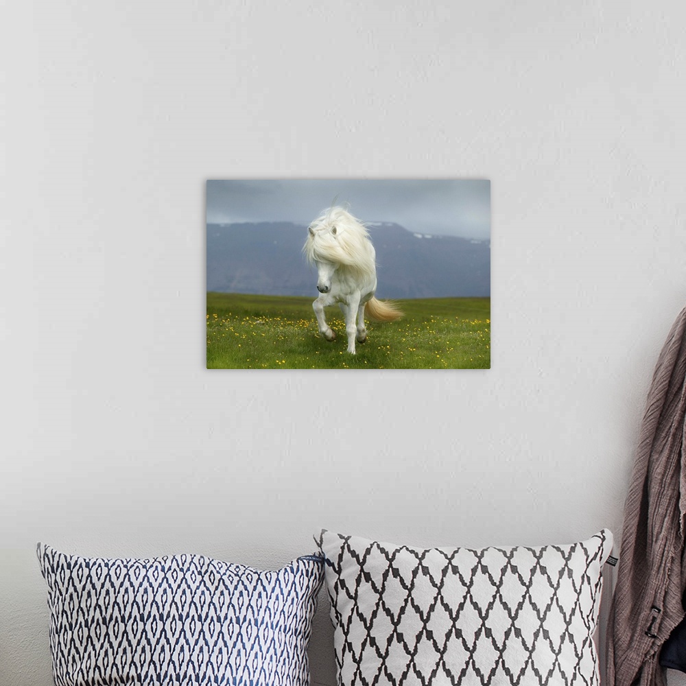 A bohemian room featuring Icelandic Pony