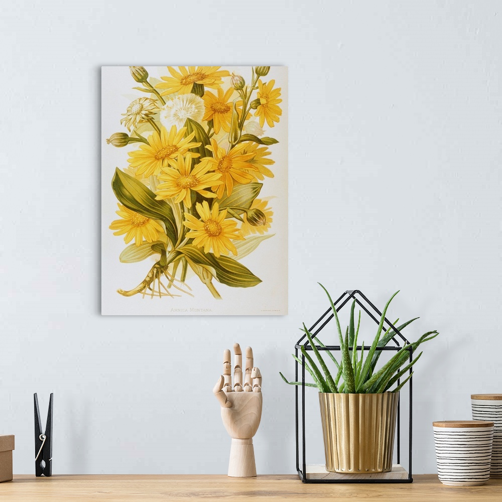 A bohemian room featuring Illustration Depicting Arnica Montana Plants