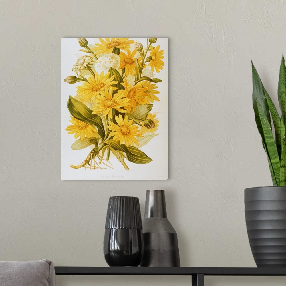A modern room featuring Illustration Depicting Arnica Montana Plants