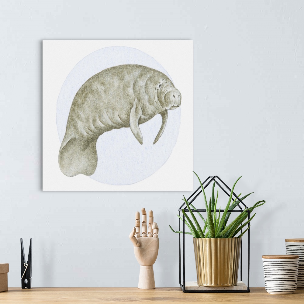A bohemian room featuring Illustration of a Manatee (Trichechus sp.) underwater