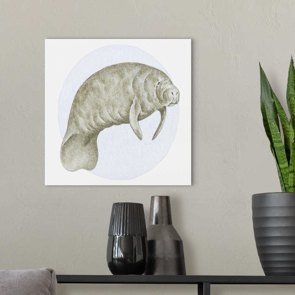 A modern room featuring Illustration of a Manatee (Trichechus sp.) underwater