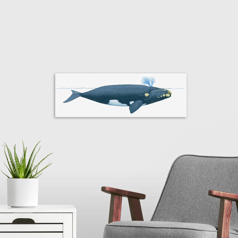 A modern room featuring Illustration of North Pacific Right Whale (Eubalaena japonica) near surface of water showing two ...