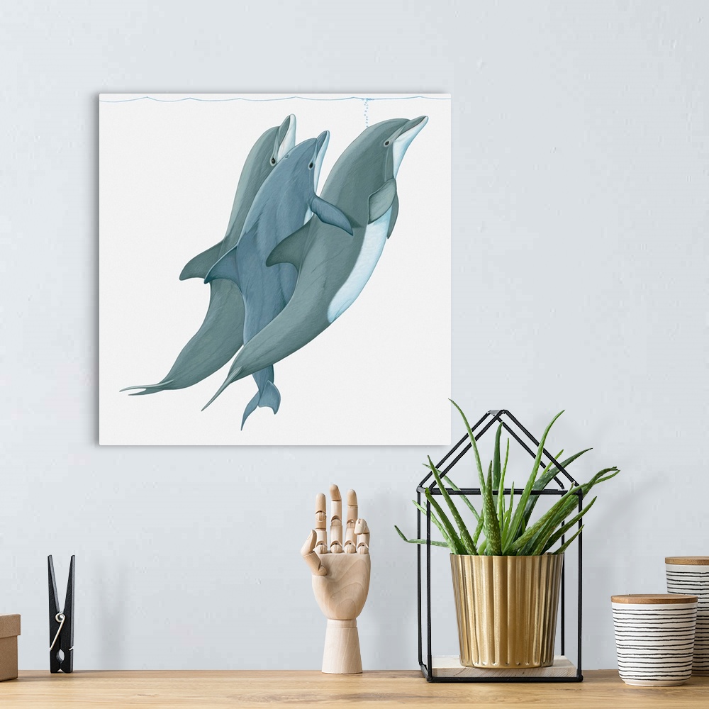 A bohemian room featuring Illustration of two Bottlenose Dolphins (Tursiops) lifting a third dolphin to water surface