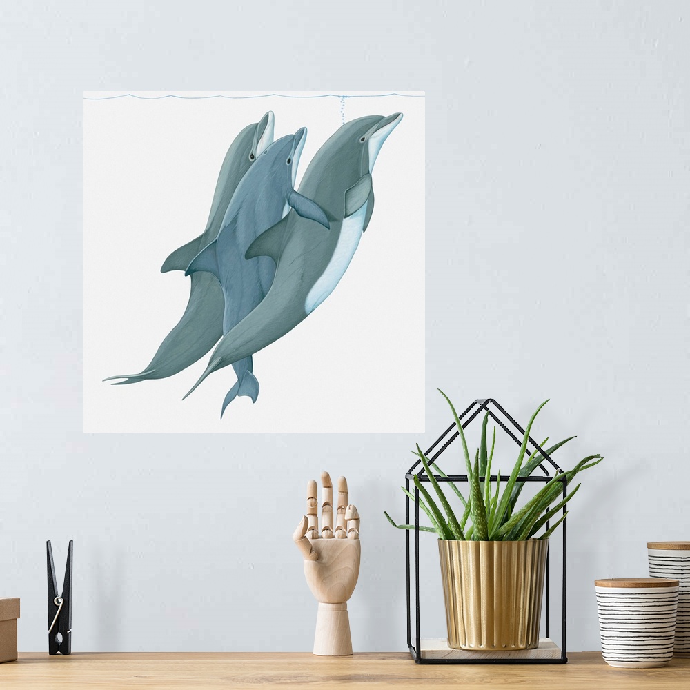 A bohemian room featuring Illustration of two Bottlenose Dolphins (Tursiops) lifting a third dolphin to water surface