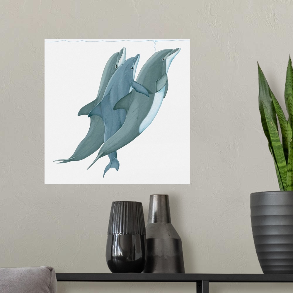 A modern room featuring Illustration of two Bottlenose Dolphins (Tursiops) lifting a third dolphin to water surface