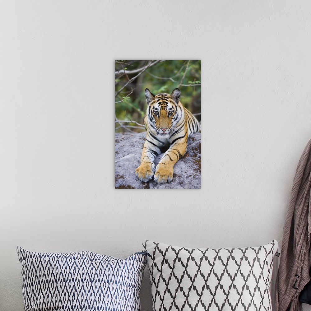 A bohemian room featuring India, Bandhavgarh National Park, tiger cub lying on rock