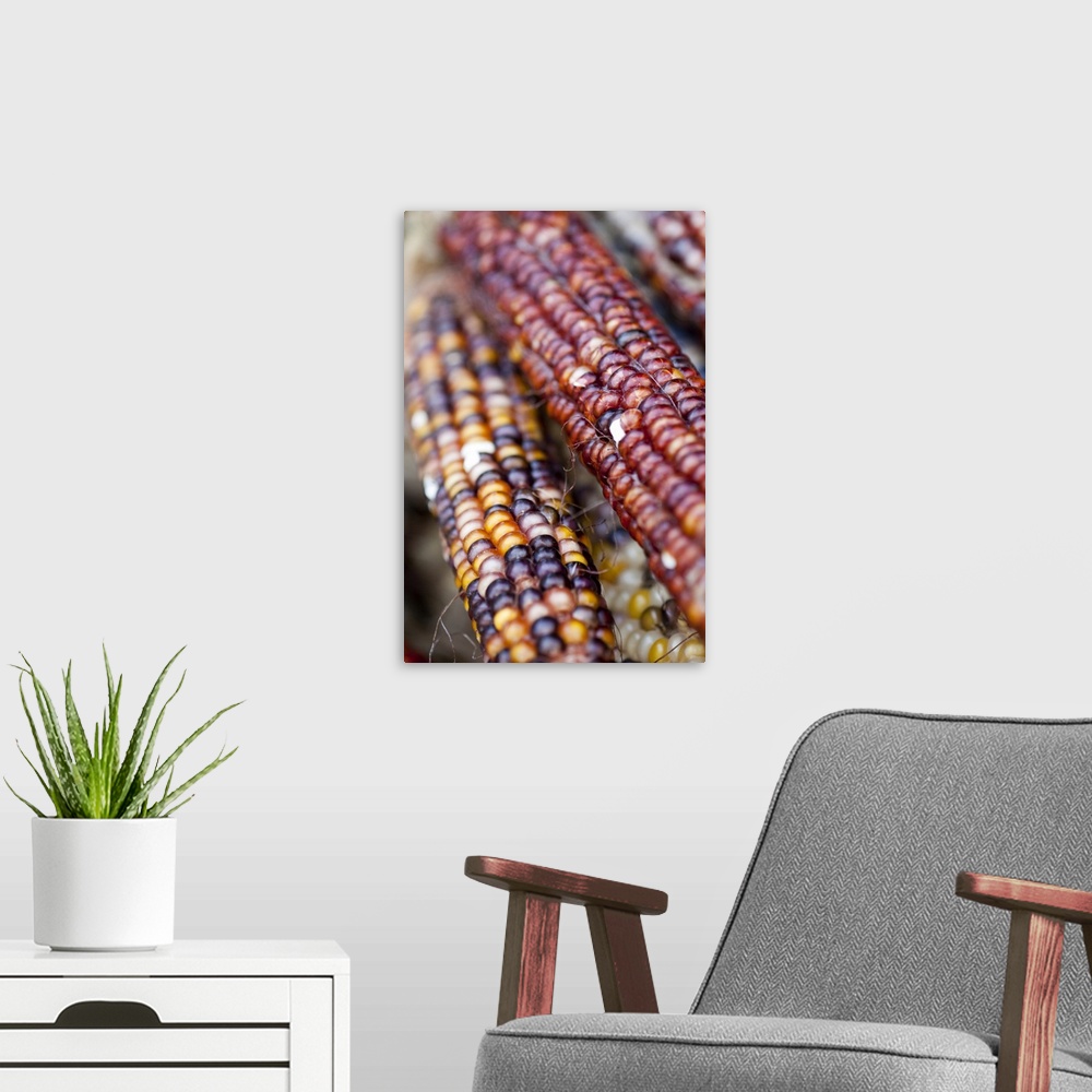 A modern room featuring Indian Corn at the Union Square Greenmarket, NYC