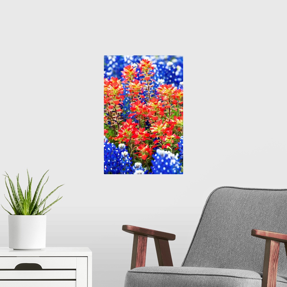 A modern room featuring Indian Paintbush And Bluebonnet Flowers