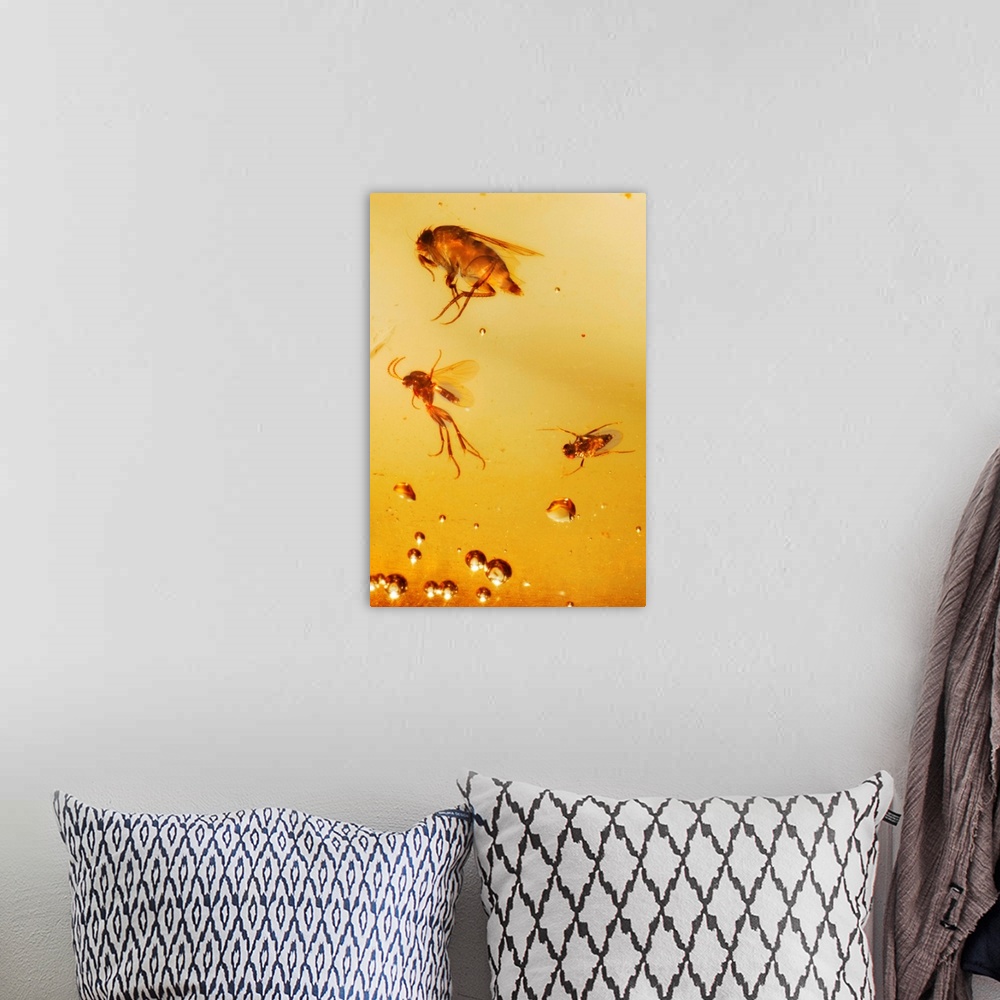 A bohemian room featuring Insects fossilised in amber.
