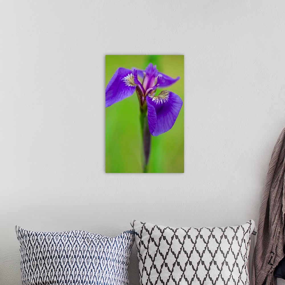 A bohemian room featuring Iris (Iris Germanica)