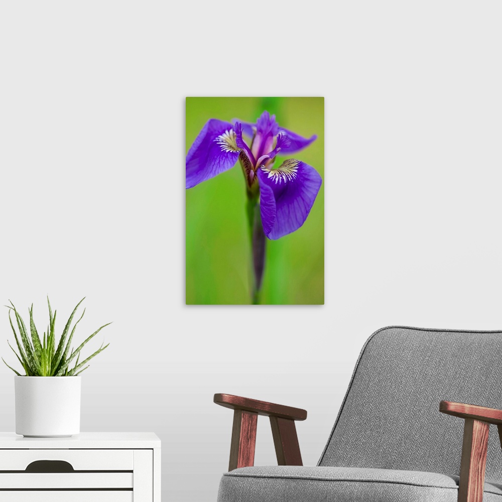 A modern room featuring Iris (Iris Germanica)