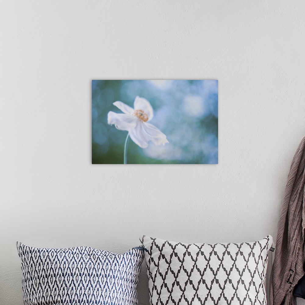 A bohemian room featuring Isolated white cosmos with petals motioned by the wind, against blue bokeh background.