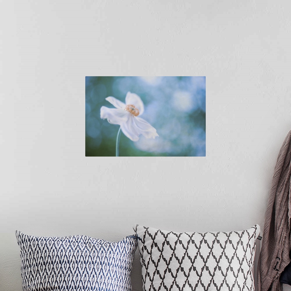 A bohemian room featuring Isolated white cosmos with petals motioned by the wind, against blue bokeh background.