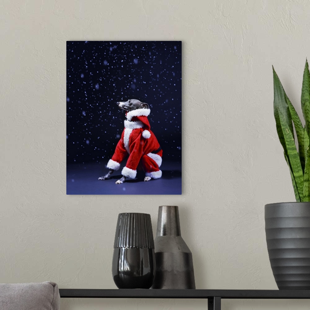 A modern room featuring The dog sits putting on Father Christmas's clothes in the falling snow.