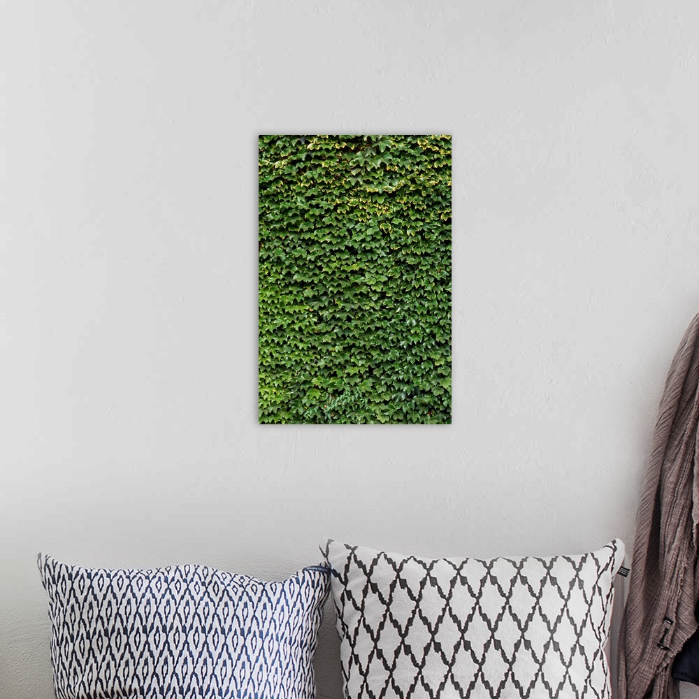 A bohemian room featuring Ivy on a Wall