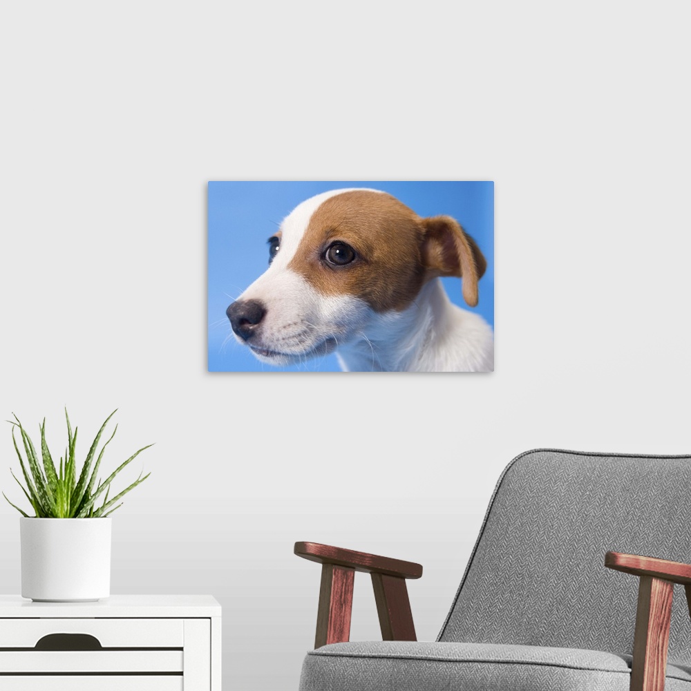 A modern room featuring Dog