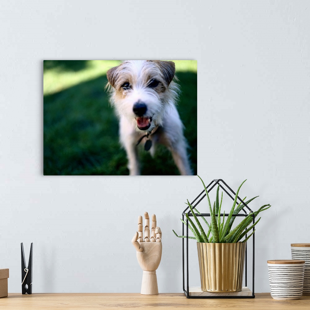A bohemian room featuring Jack Russell Terrier