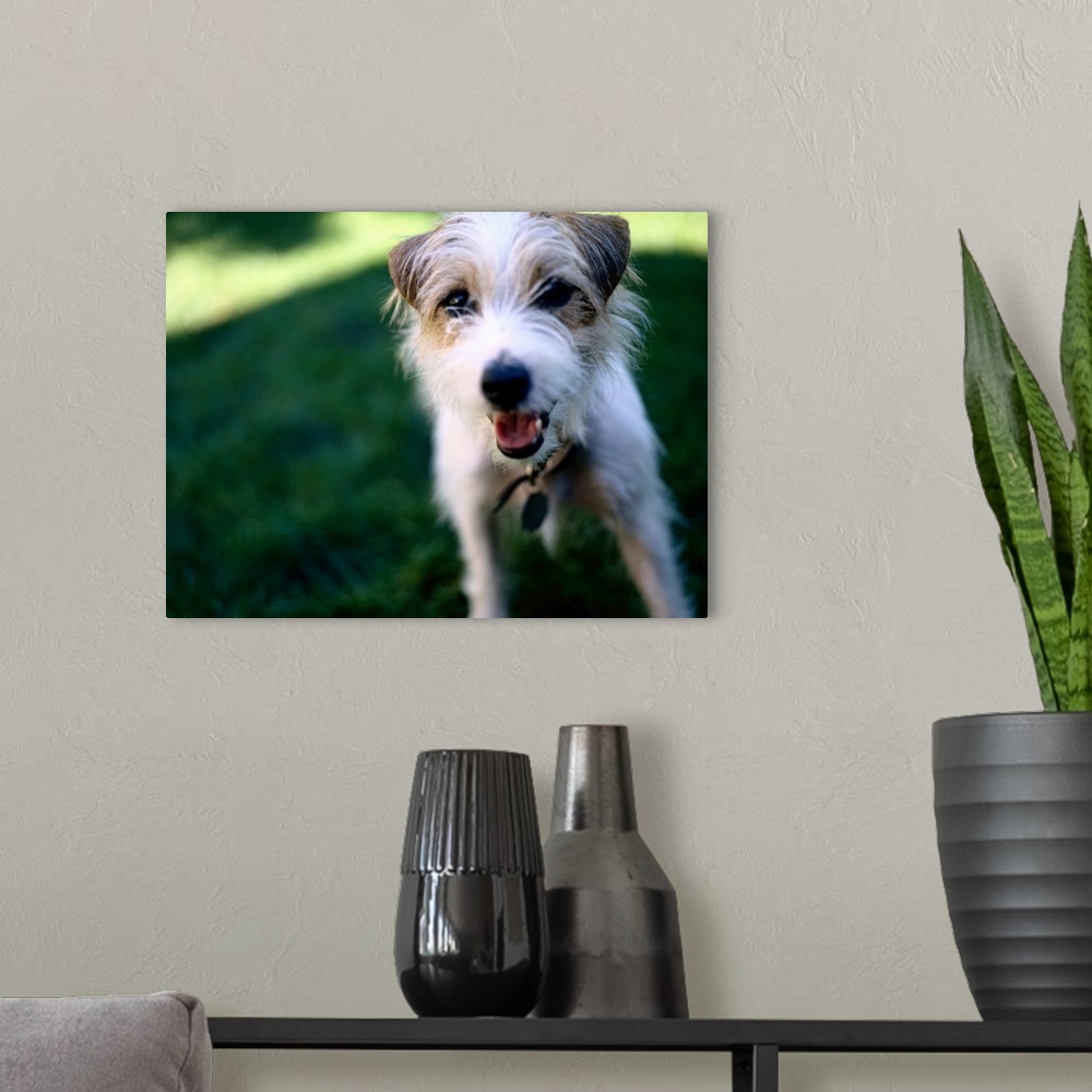 A modern room featuring Jack Russell Terrier