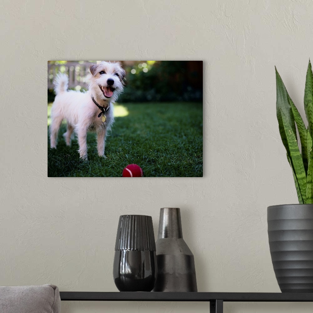 A modern room featuring Jack Russell Terrier