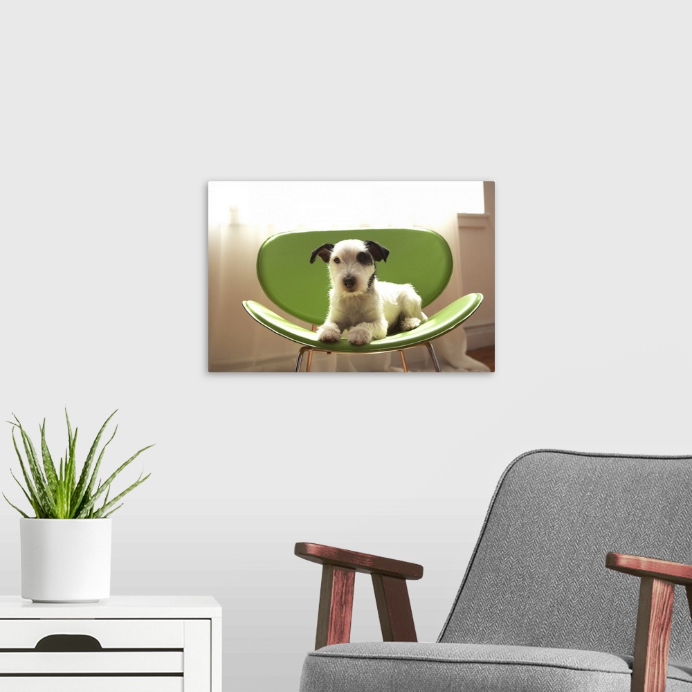 A modern room featuring Jack russell terrier.