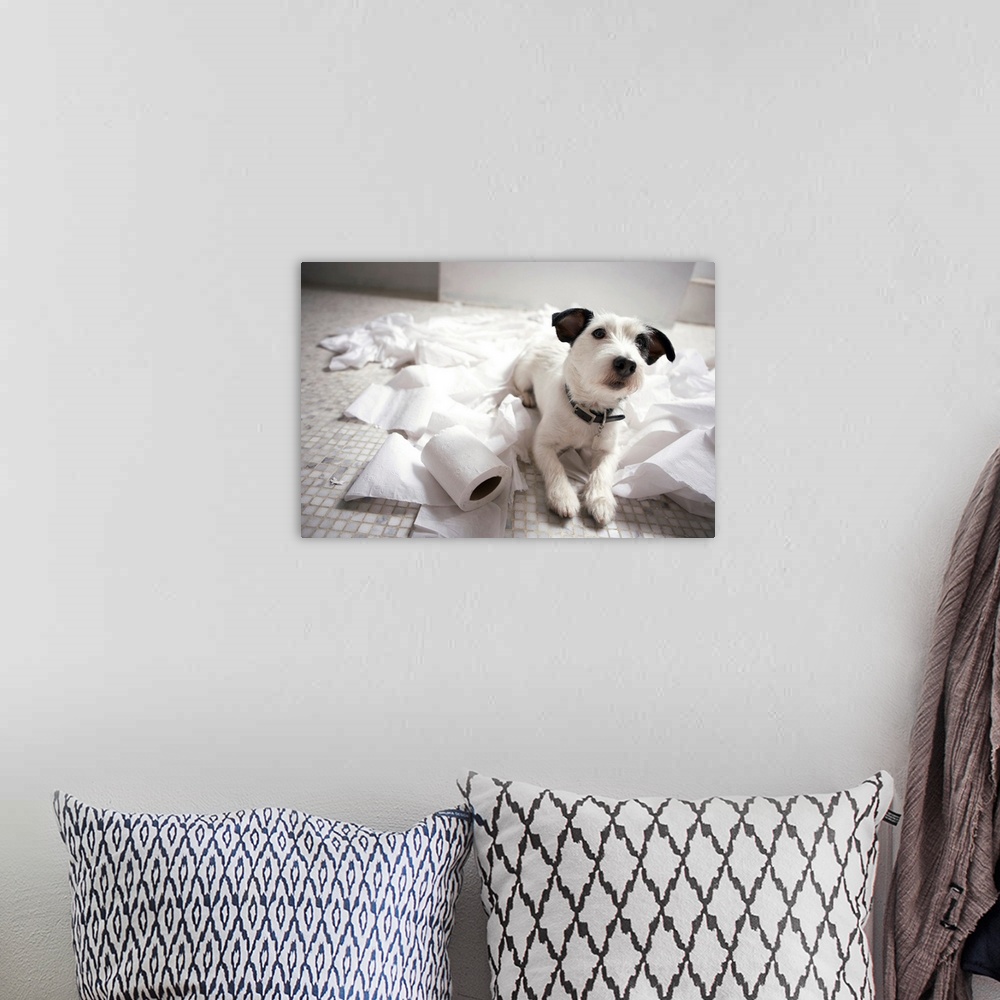 A bohemian room featuring Photograph of a jack Russell terrier laying on a bathroom floor surrounded by toilet paper.
