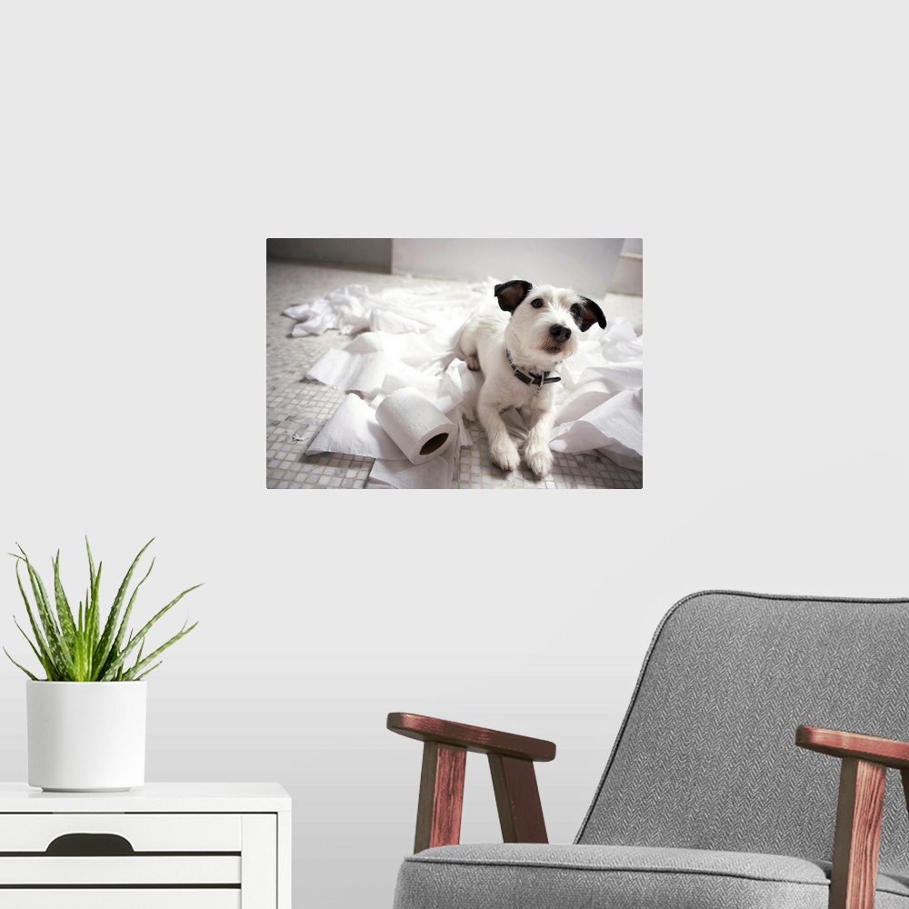 A modern room featuring Photograph of a jack Russell terrier laying on a bathroom floor surrounded by toilet paper.
