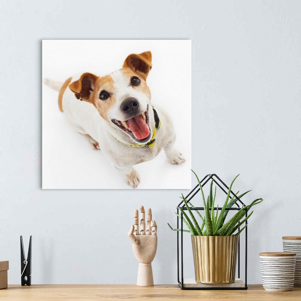 A bohemian room featuring Jack Russell Terrier Panting