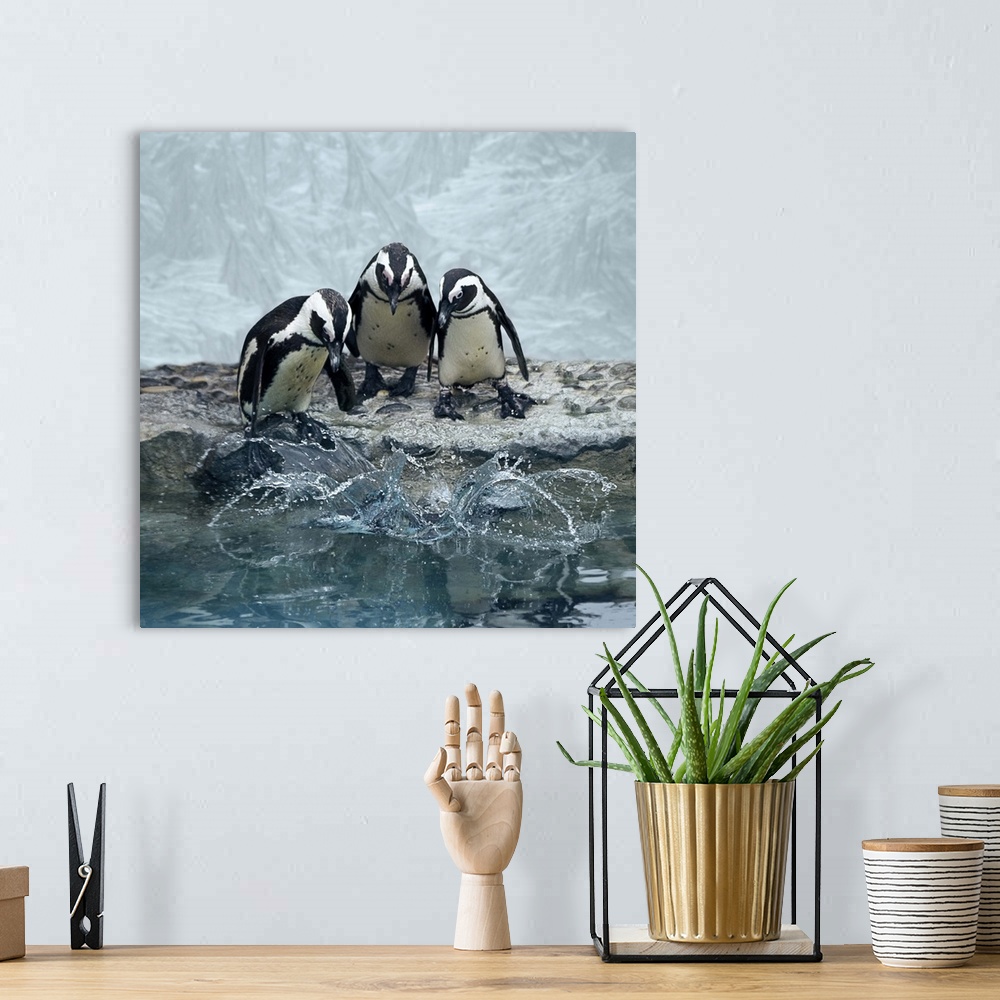 A bohemian room featuring Penguins overlooking water before diving all together.