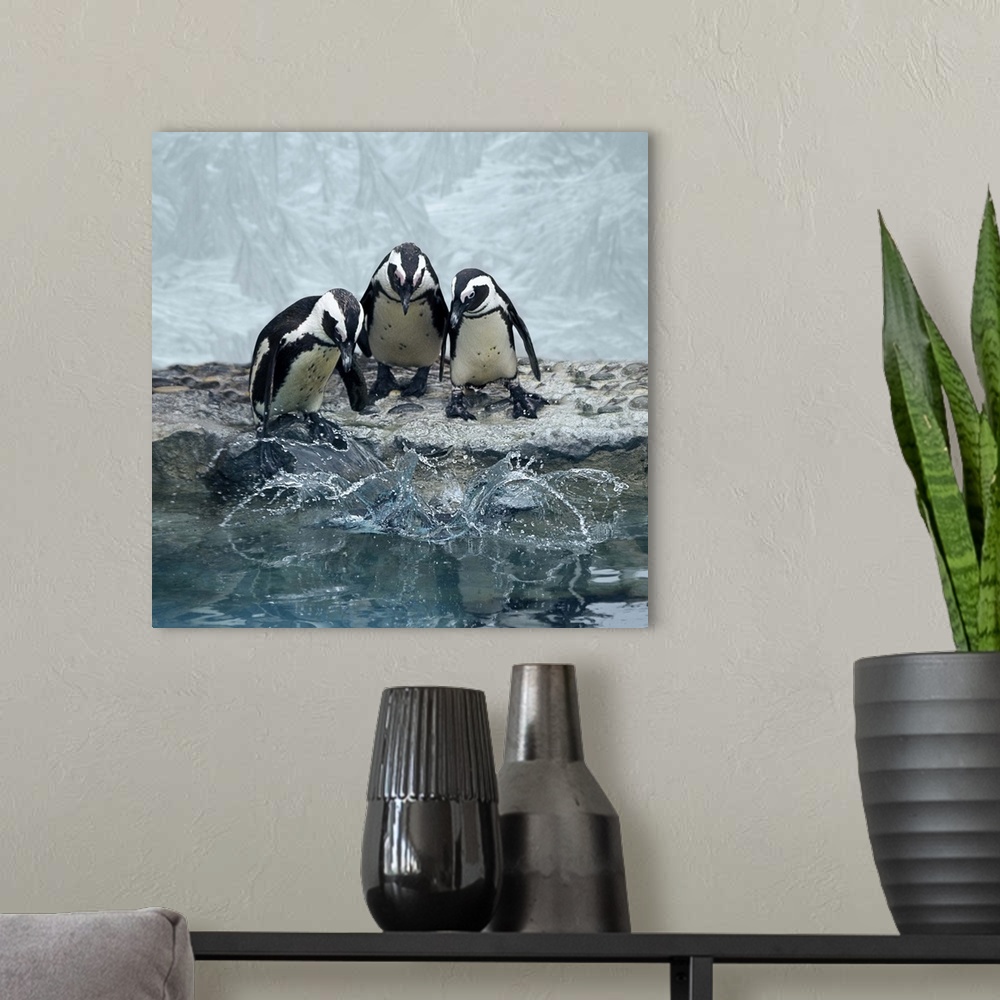 A modern room featuring Penguins overlooking water before diving all together.