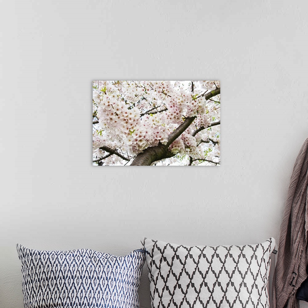 A bohemian room featuring Bunches of Japanese cherry blossoms hanging over the branch of the tree.