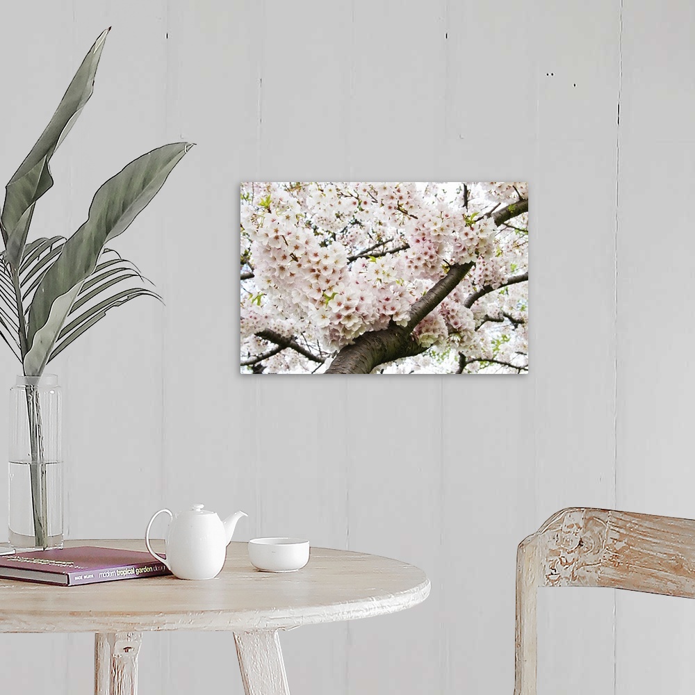 A farmhouse room featuring Bunches of Japanese cherry blossoms hanging over the branch of the tree.