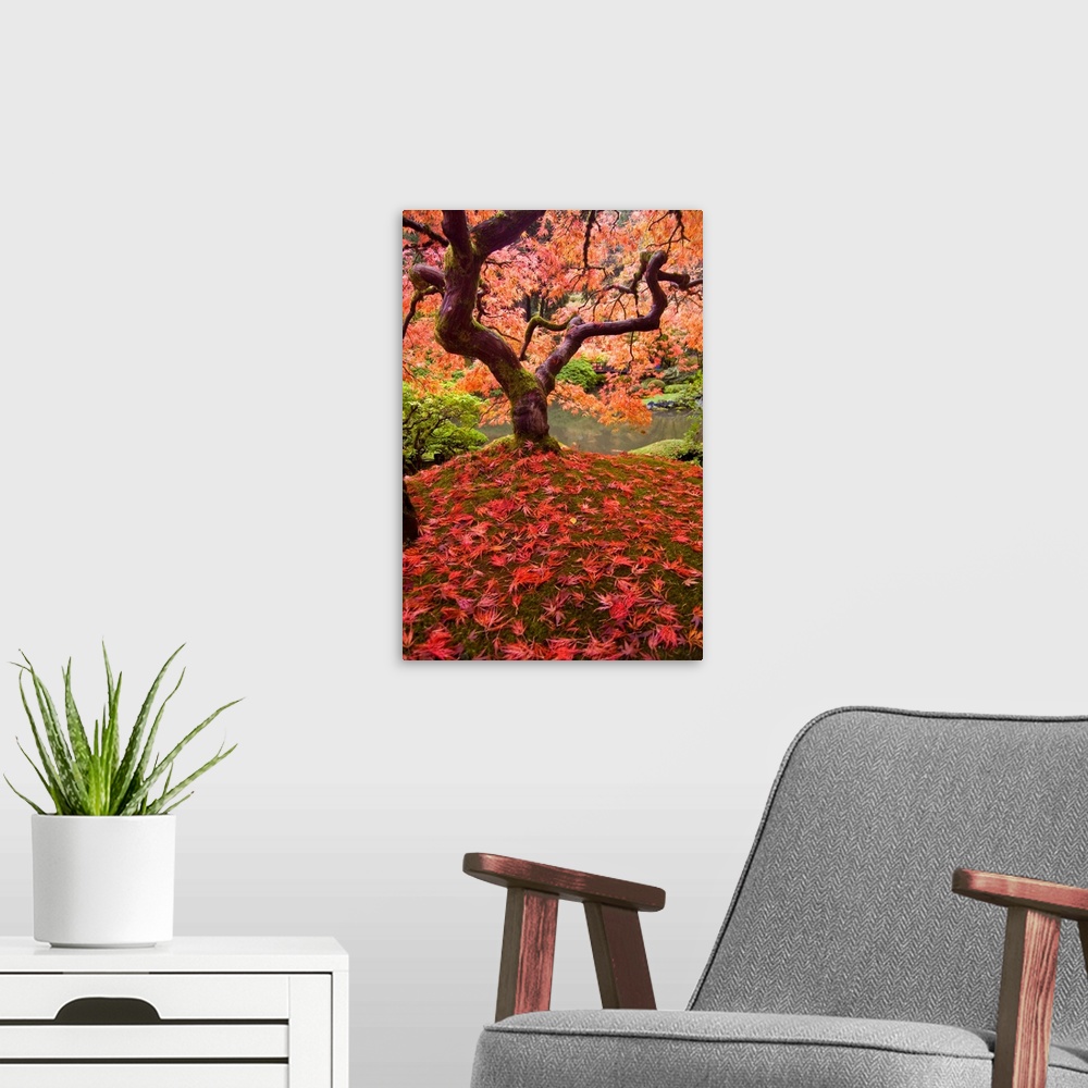 A modern room featuring Classic autumn view of this iconic maple located in Portlands Japanese garden..