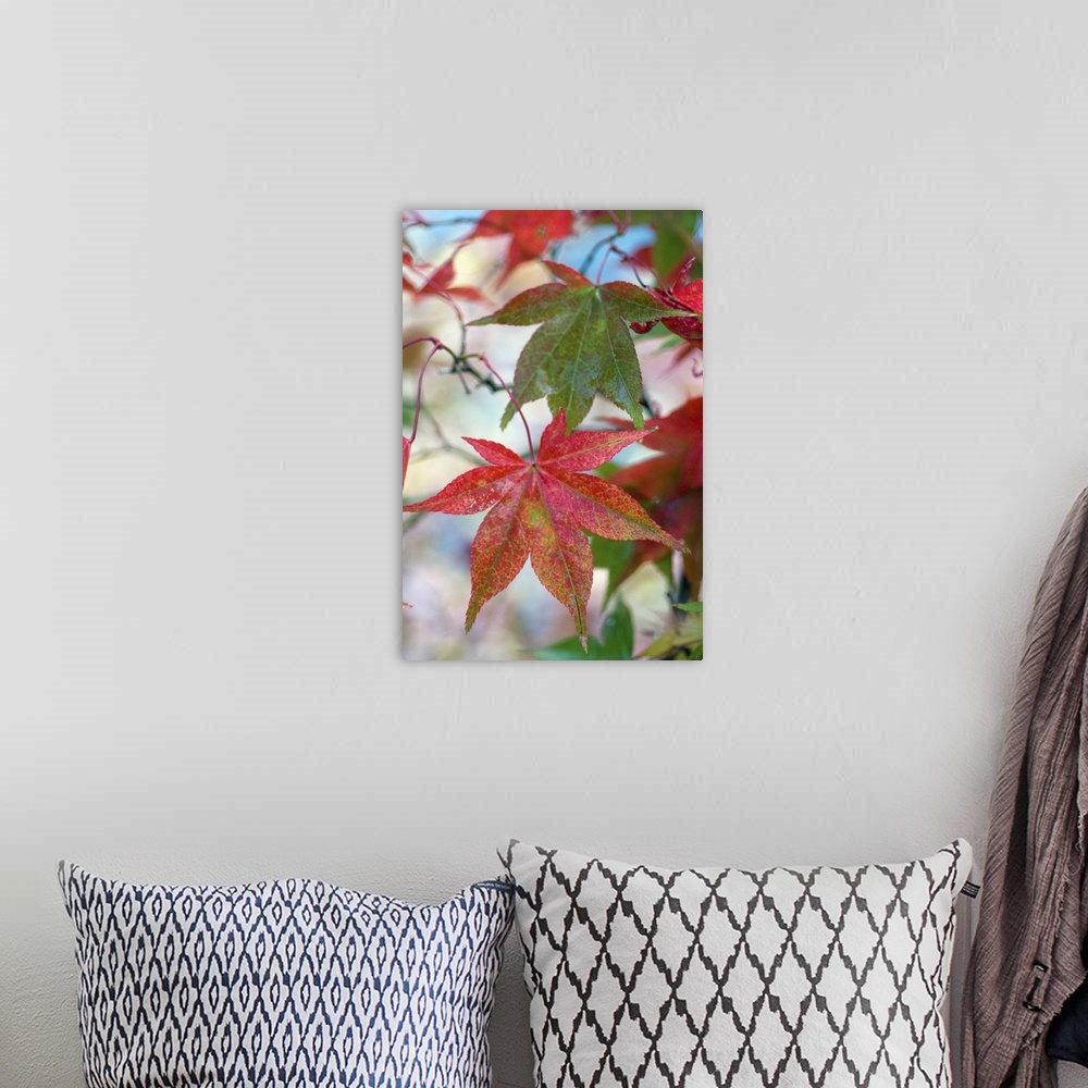 A bohemian room featuring Japanese maple (Acer palmatum), November