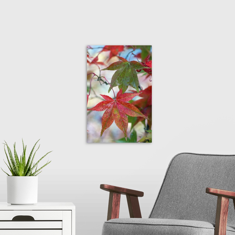 A modern room featuring Japanese maple (Acer palmatum), November