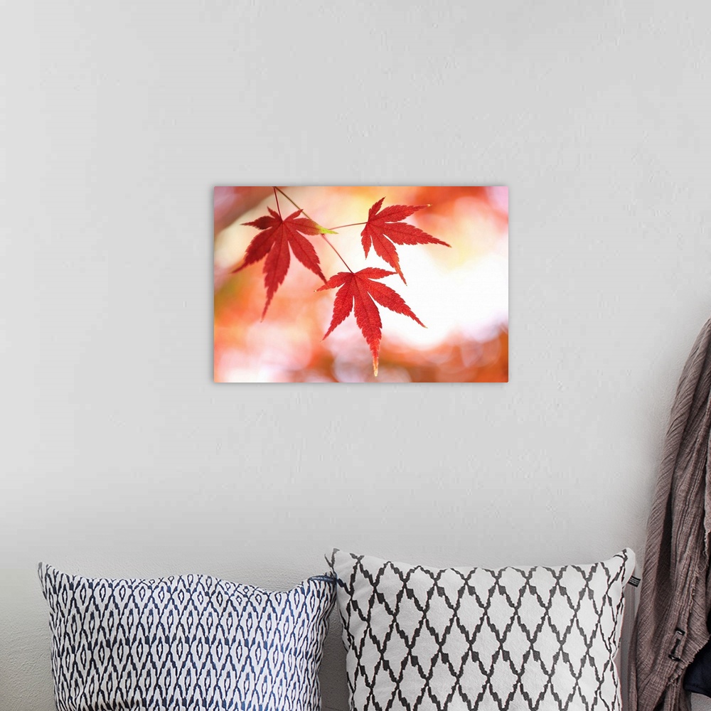 A bohemian room featuring Japanese maple tree in autumn
