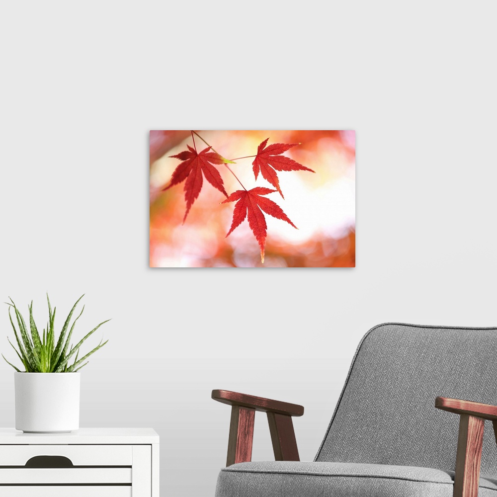 A modern room featuring Japanese maple tree in autumn