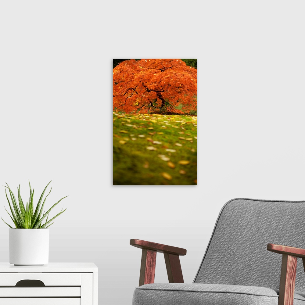 A modern room featuring Japanese maple tree in autumn at Japanese garden in Portland, Oregon, USA.