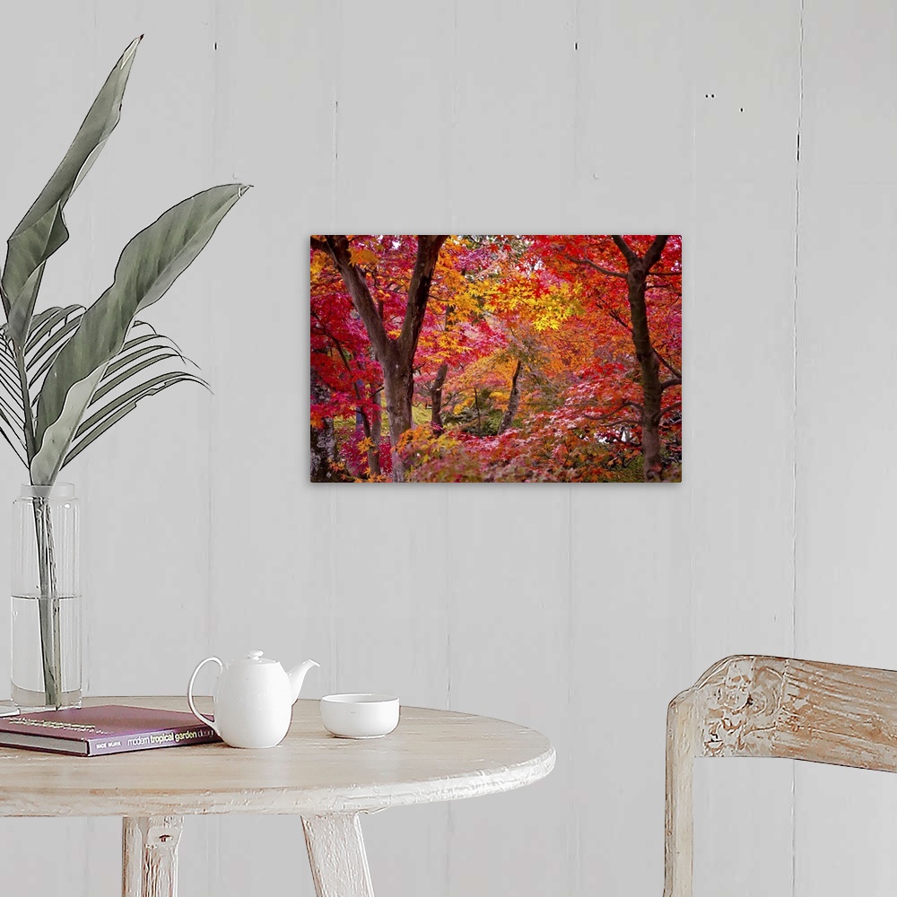 A farmhouse room featuring Oversized landscape photograph of Japanese maple trees with brightly colored fall leaves.