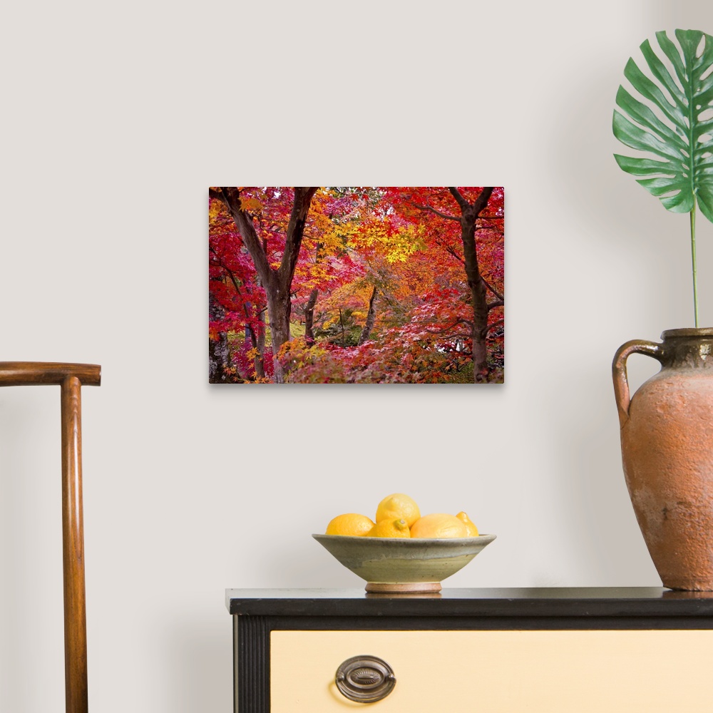 A traditional room featuring Oversized landscape photograph of Japanese maple trees with brightly colored fall leaves.