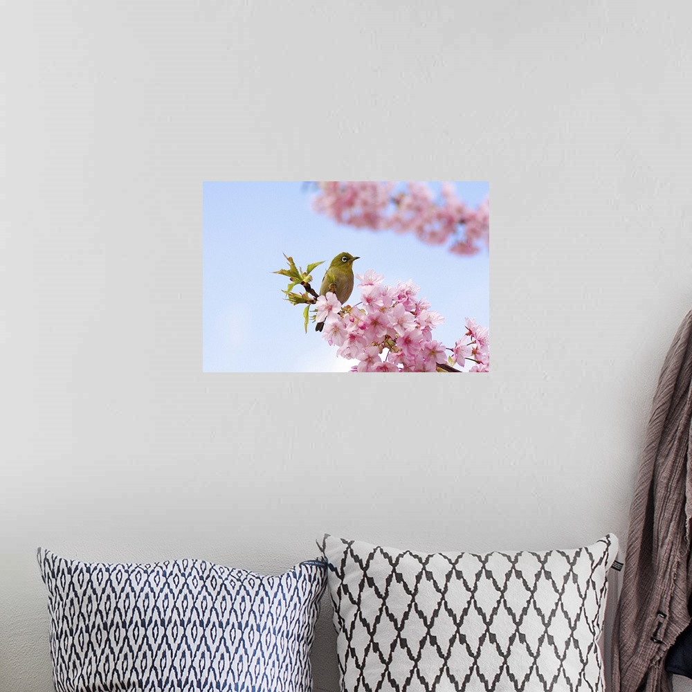 A bohemian room featuring Japanese white eye bird on cherry blossom with blue sky.