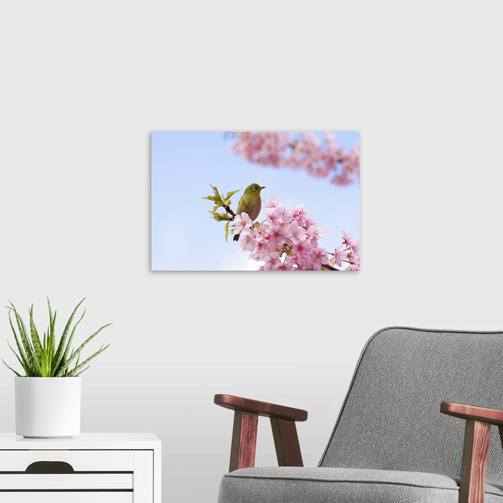 A modern room featuring Japanese white eye bird on cherry blossom with blue sky.