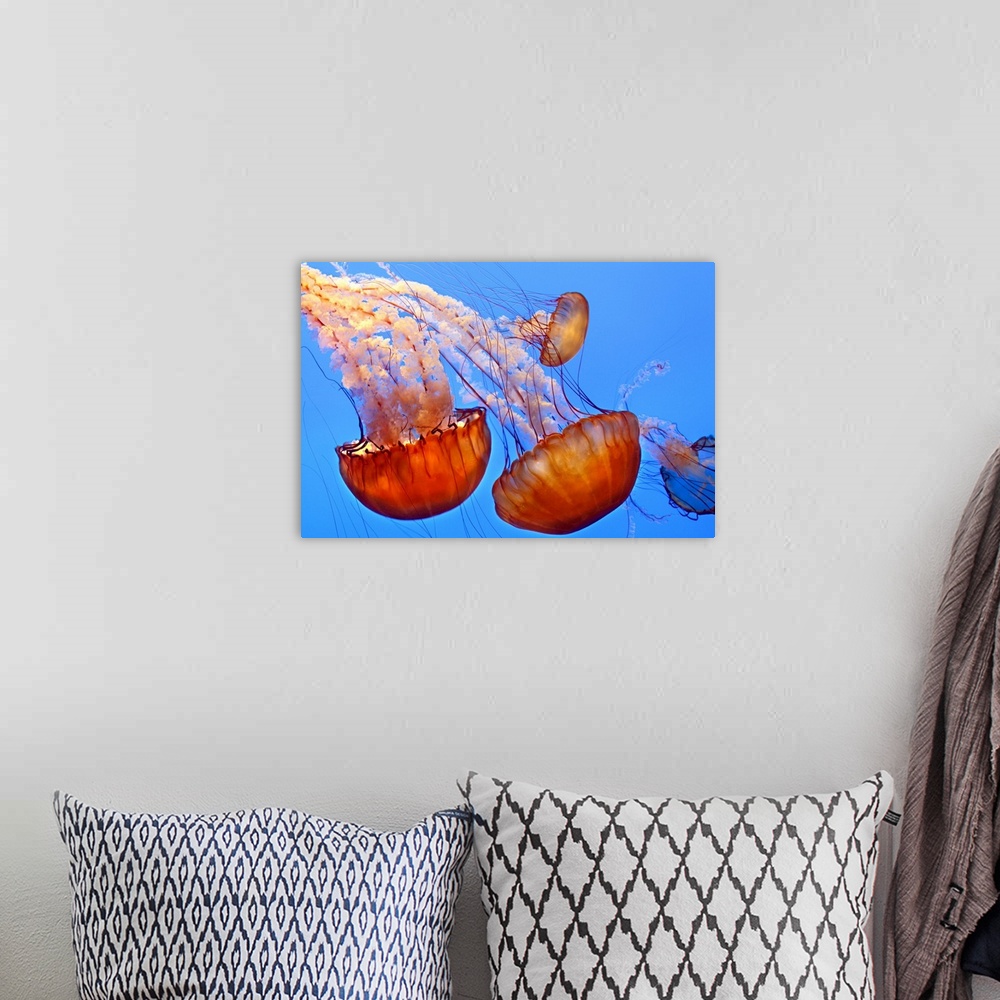 A bohemian room featuring Large, landscape photograph of four jellyfish, gracefully floating through blue waters at the Mon...