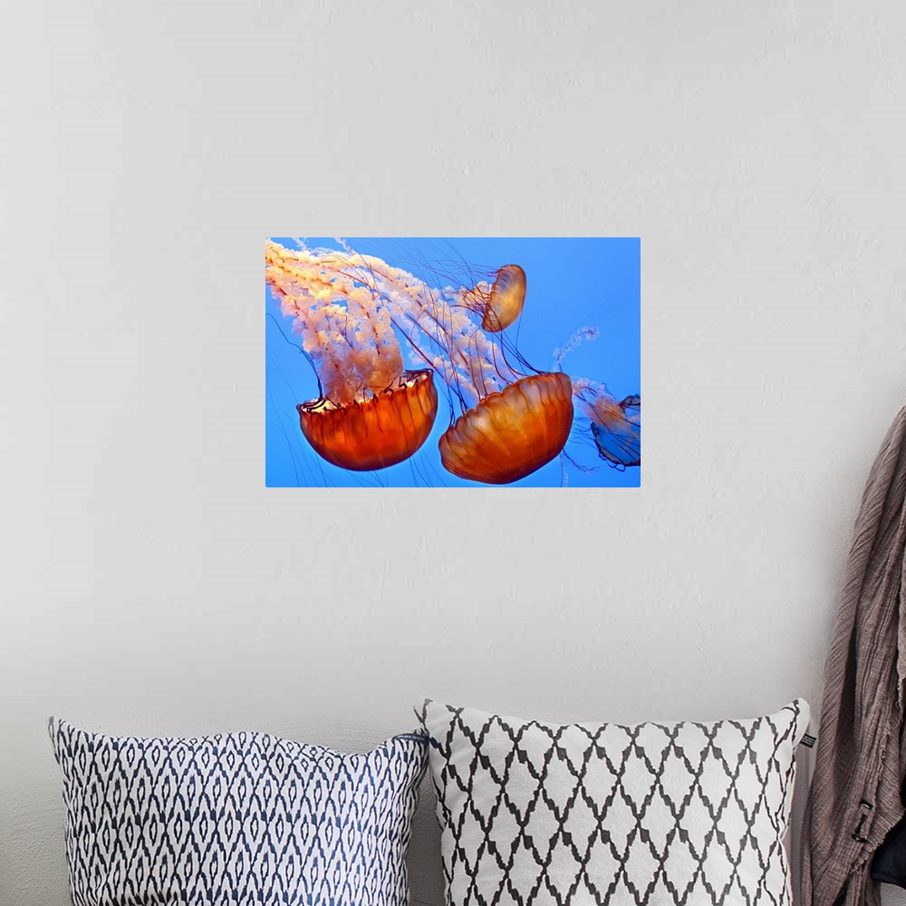 A bohemian room featuring Large, landscape photograph of four jellyfish, gracefully floating through blue waters at the Mon...