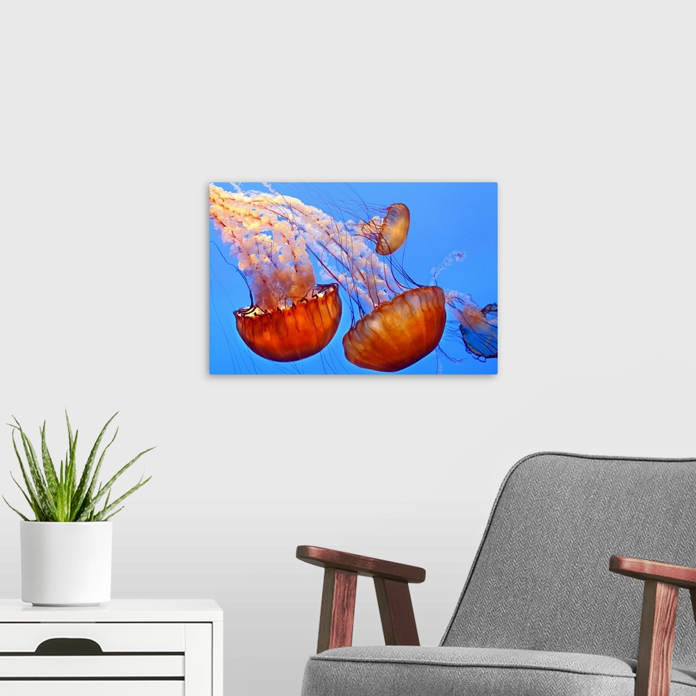 A modern room featuring Large, landscape photograph of four jellyfish, gracefully floating through blue waters at the Mon...