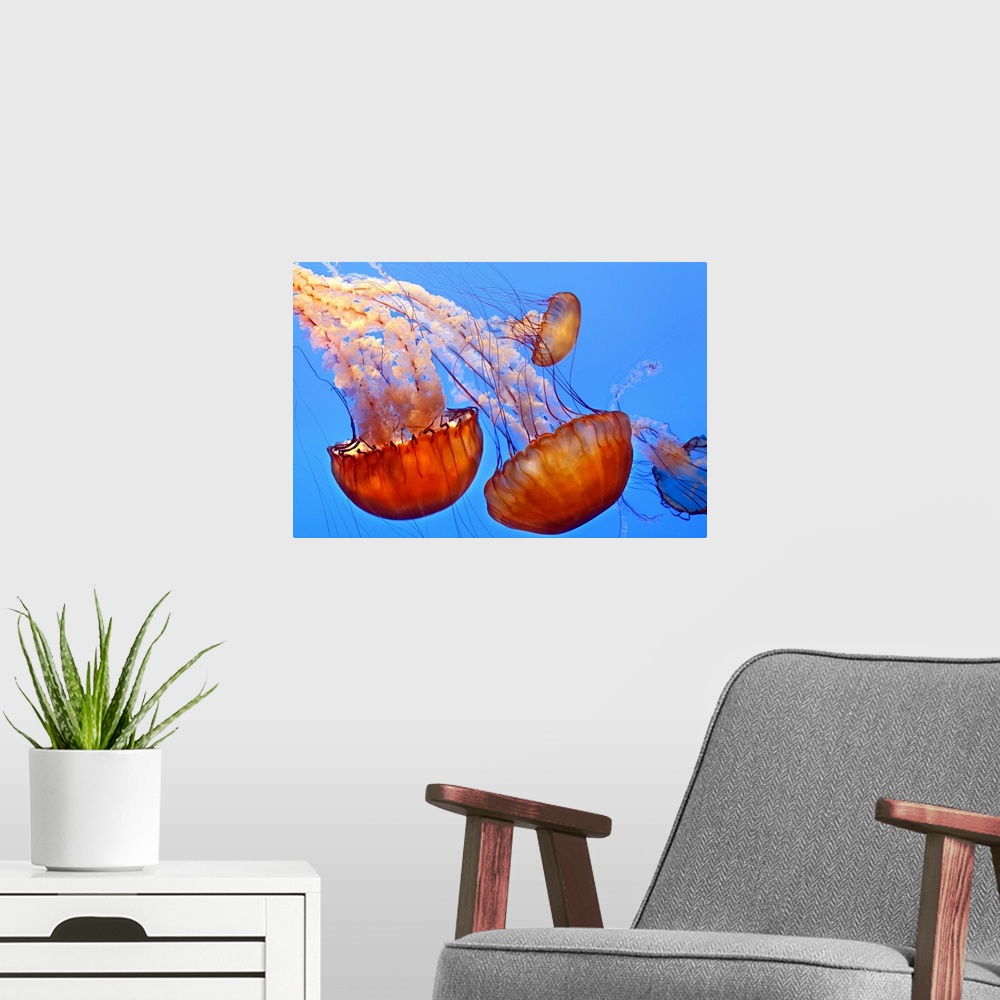 A modern room featuring Large, landscape photograph of four jellyfish, gracefully floating through blue waters at the Mon...