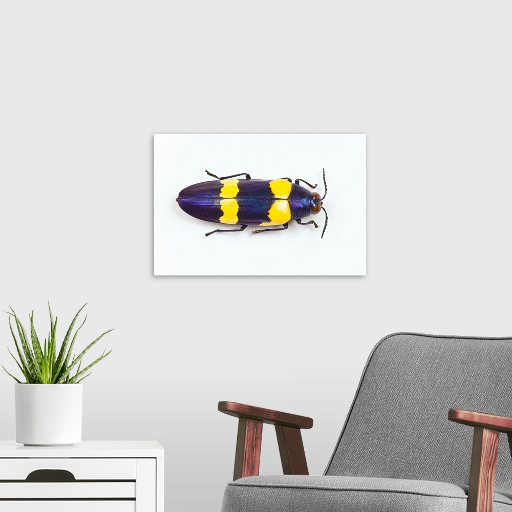 A modern room featuring Jewel Beetle Chrysochroa mniszechii from Thailand
