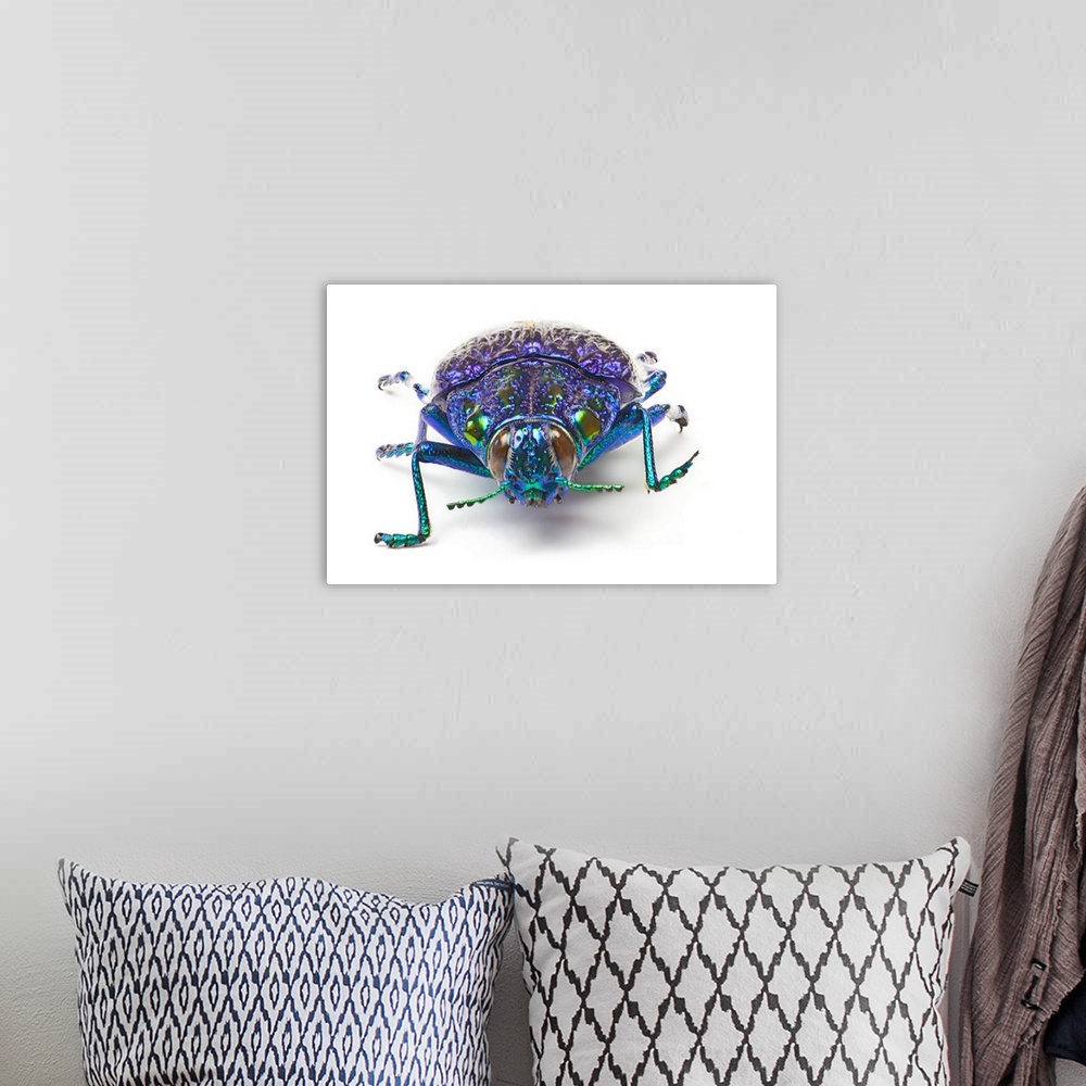 A bohemian room featuring Jewel Beetle from Madigascar, Polybothris sumptuousa gema, The Gema Beetle
