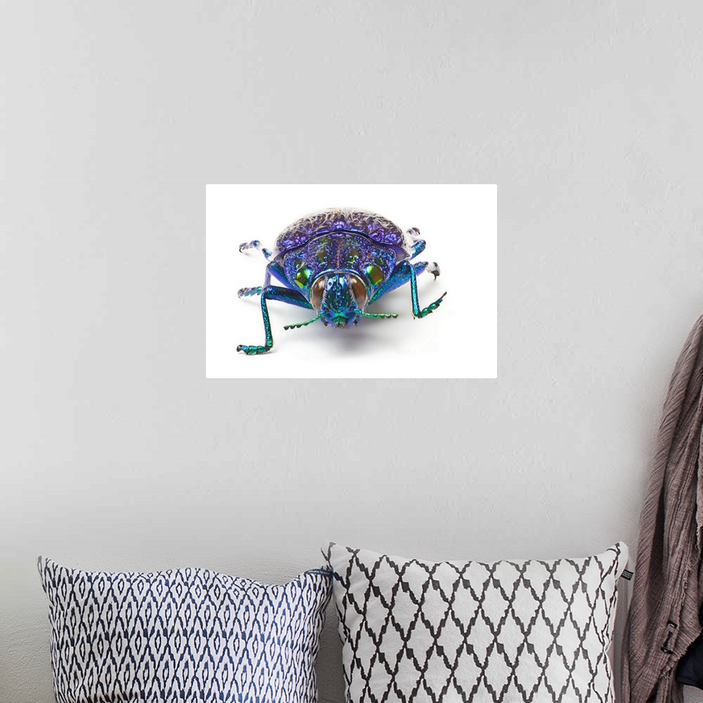 A bohemian room featuring Jewel Beetle from Madigascar, Polybothris sumptuousa gema, The Gema Beetle