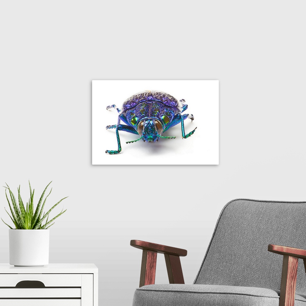 A modern room featuring Jewel Beetle from Madigascar, Polybothris sumptuousa gema, The Gema Beetle